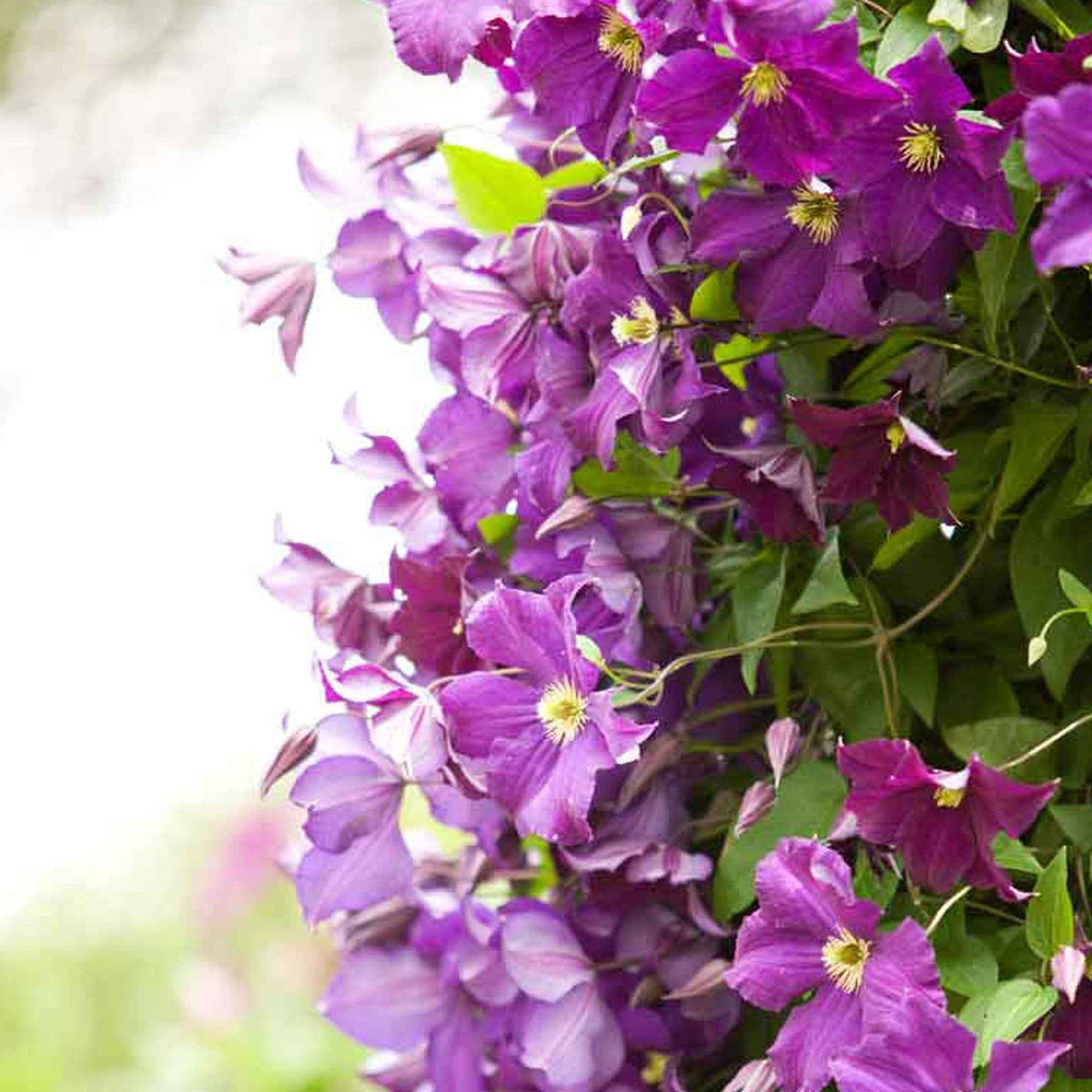 Bosrank 'Warszawska Nike' - Clematis Warszawska Nike - Bakker