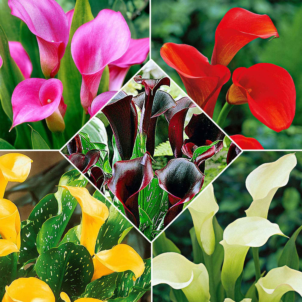 Aronskelk - Mix 'Magical Colors' (x5) - Bakker