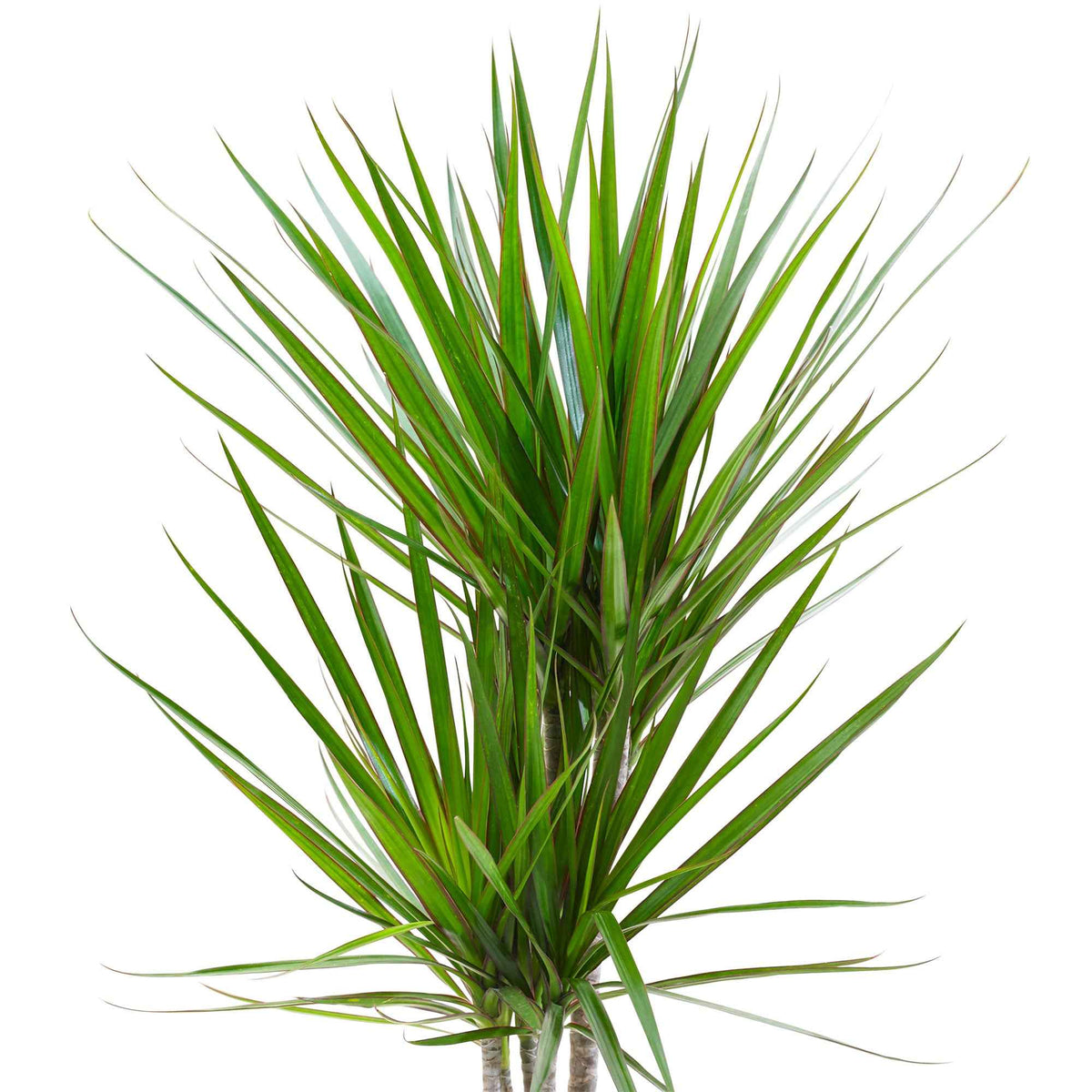 Dracaena - Drakenbloedboom - Dracaena marginata