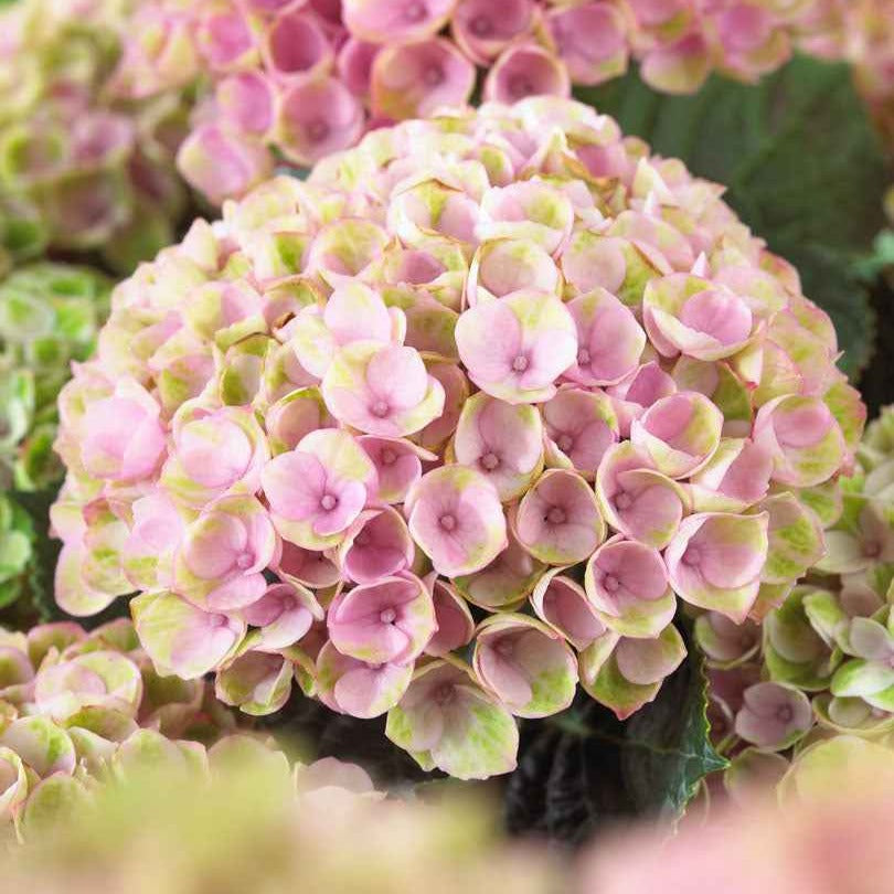 Hydrangea macrophylla 'revolution pink' - Boerenhortensia 'Revolution Pink' - Hortensia macrophylla