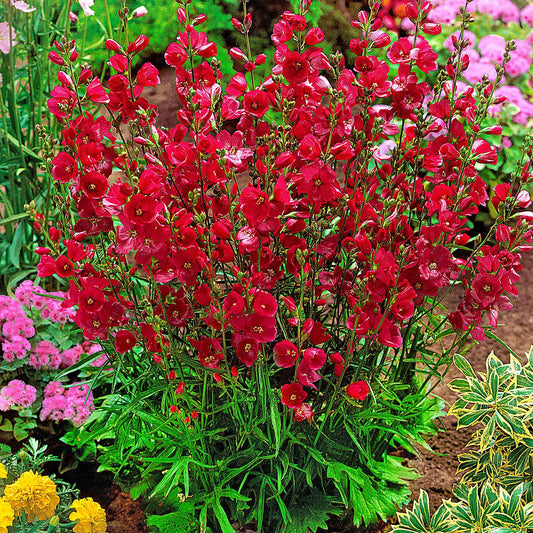 Griekse malva 'Party girl' (x5) - Sidalcea oregana 'party girl' - Tuinplanten