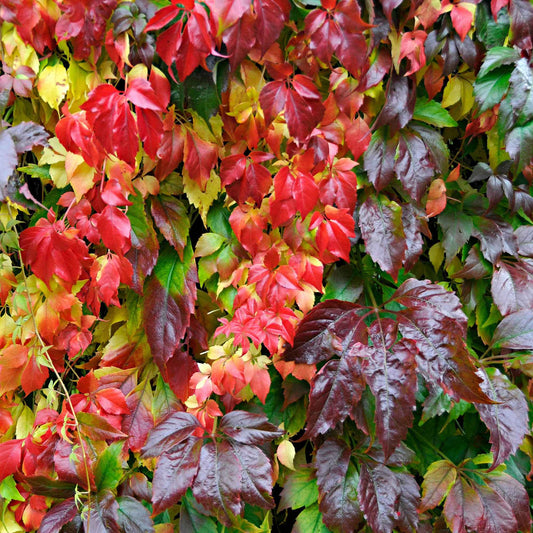 Wilde wingerd 'Engelmannii' - Parthenocissus quinquefolia 'engelmannii' - Tuinplanten