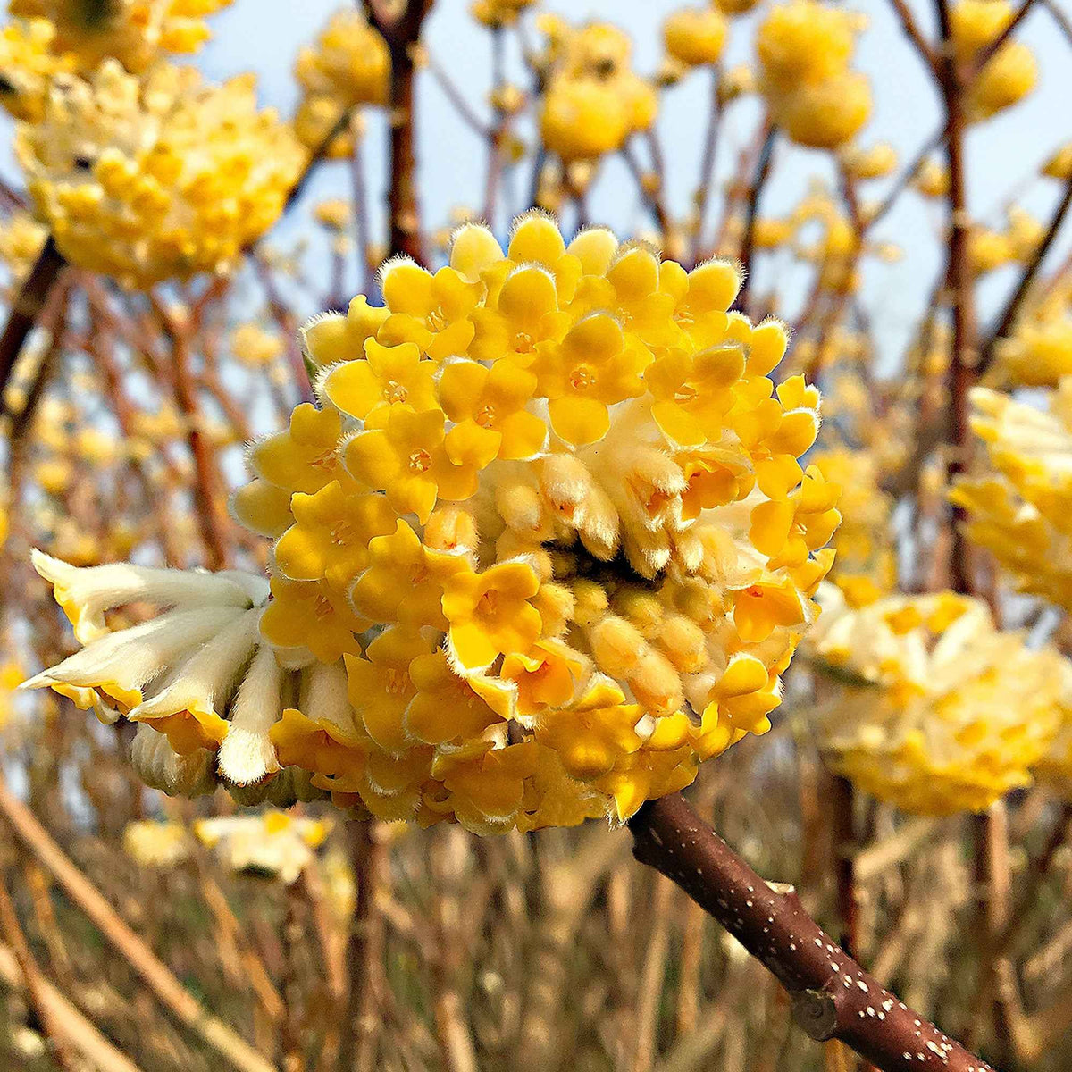 Papierstruik 'Grandiflora' - Bakker