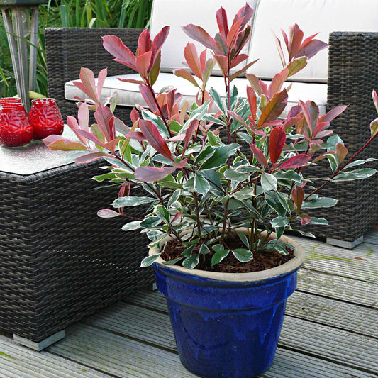 Glansmispel 'Pink Marble' - Bakker