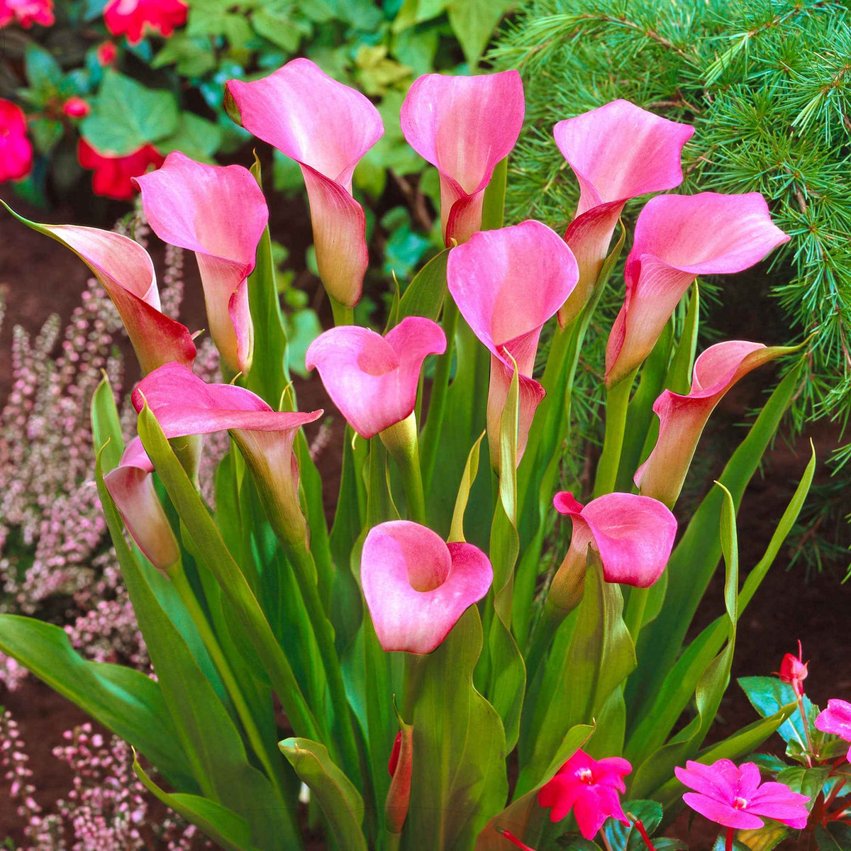 Aronskelk roze (x2) - Zantedeschia rehmannii - Bakker
