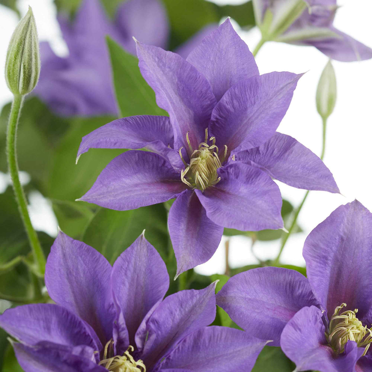 Bosrank 'Olympia' - Clematis 'olympia' - Bakker
