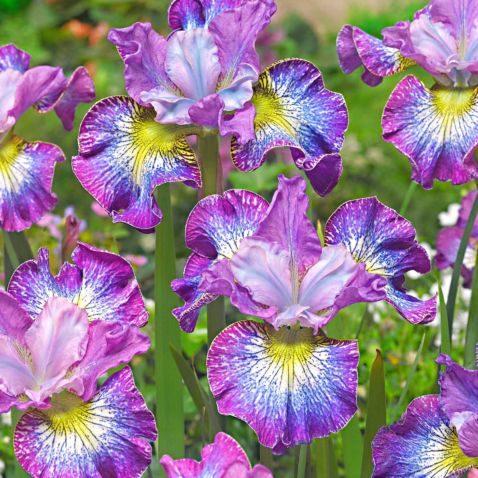 Siberische iris 'How Audacious' (x3) - Iris sibirica 'how audacious' - Heesters en vaste planten
