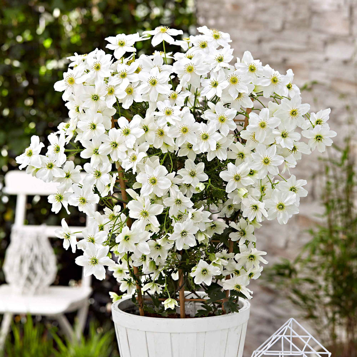 Clematis 'Avalanche' - Clematis 'avalanche' - Bakker