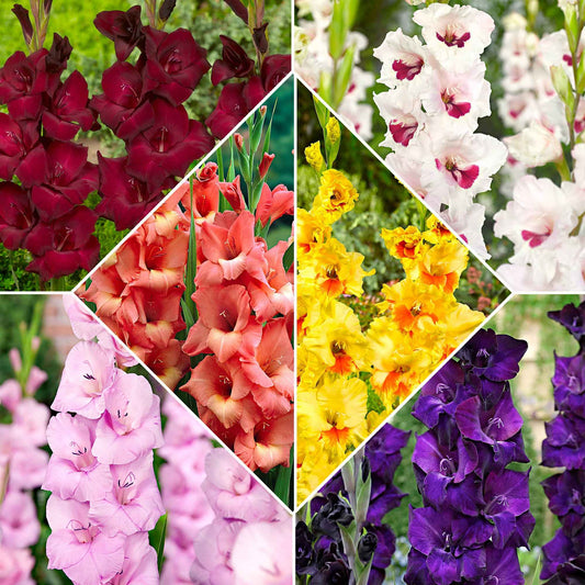 Gladiool - Mix 'Victory' (x60) - Gladiolus 'victory' - Bloembollen