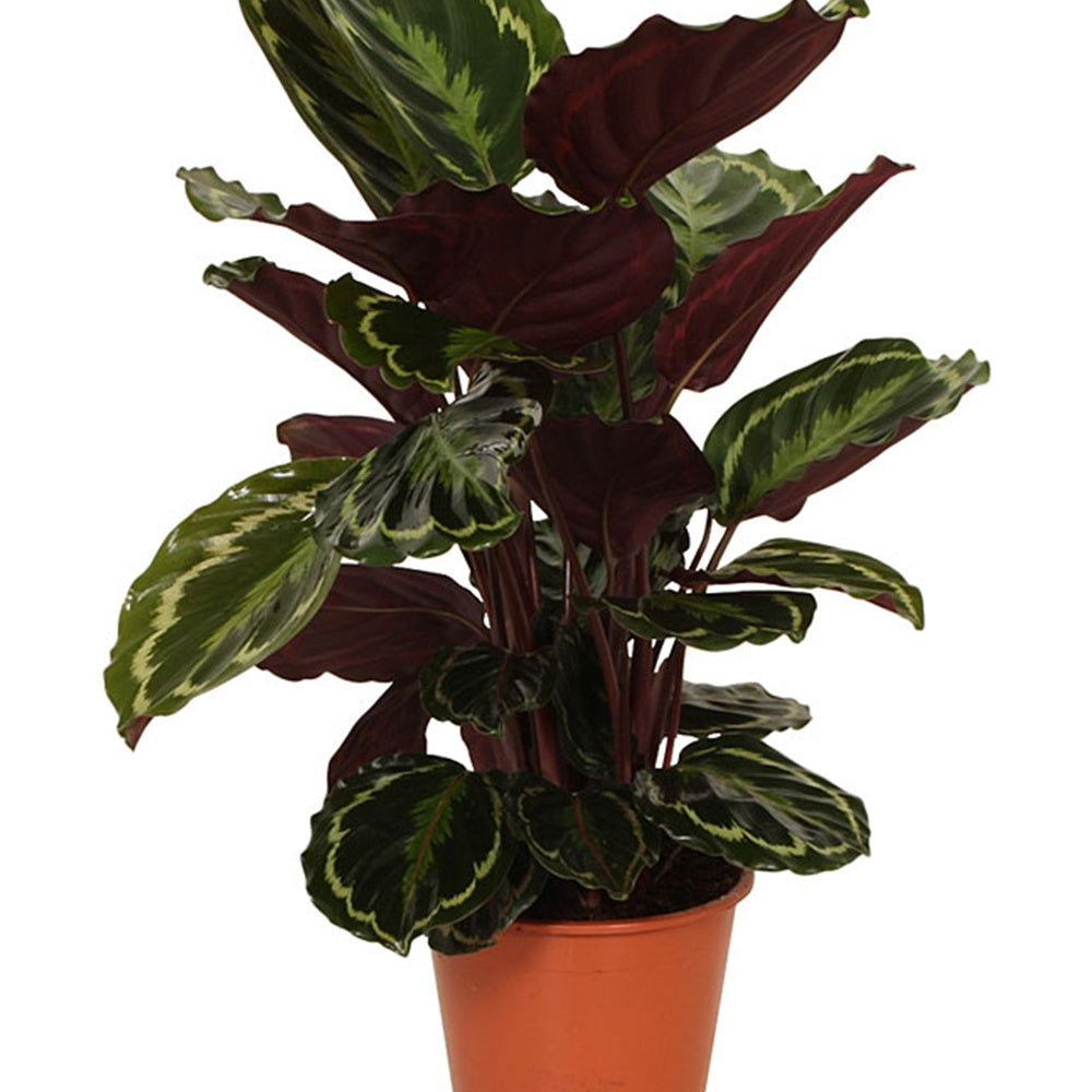 Calathea medaillon - Pauwenplant 'Medaillon' - Calathea