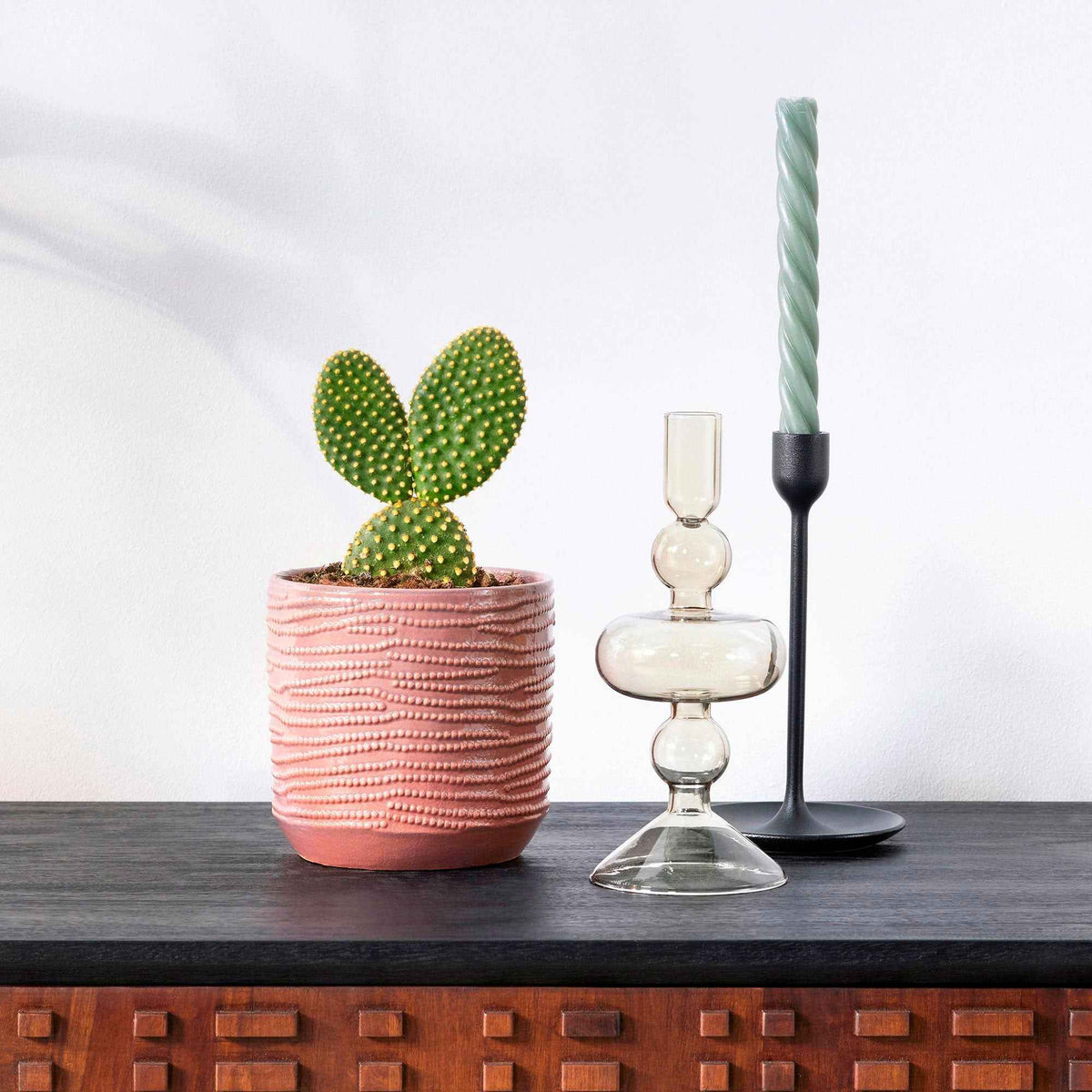 Schijfcactus Opuntia microdays - Bakker