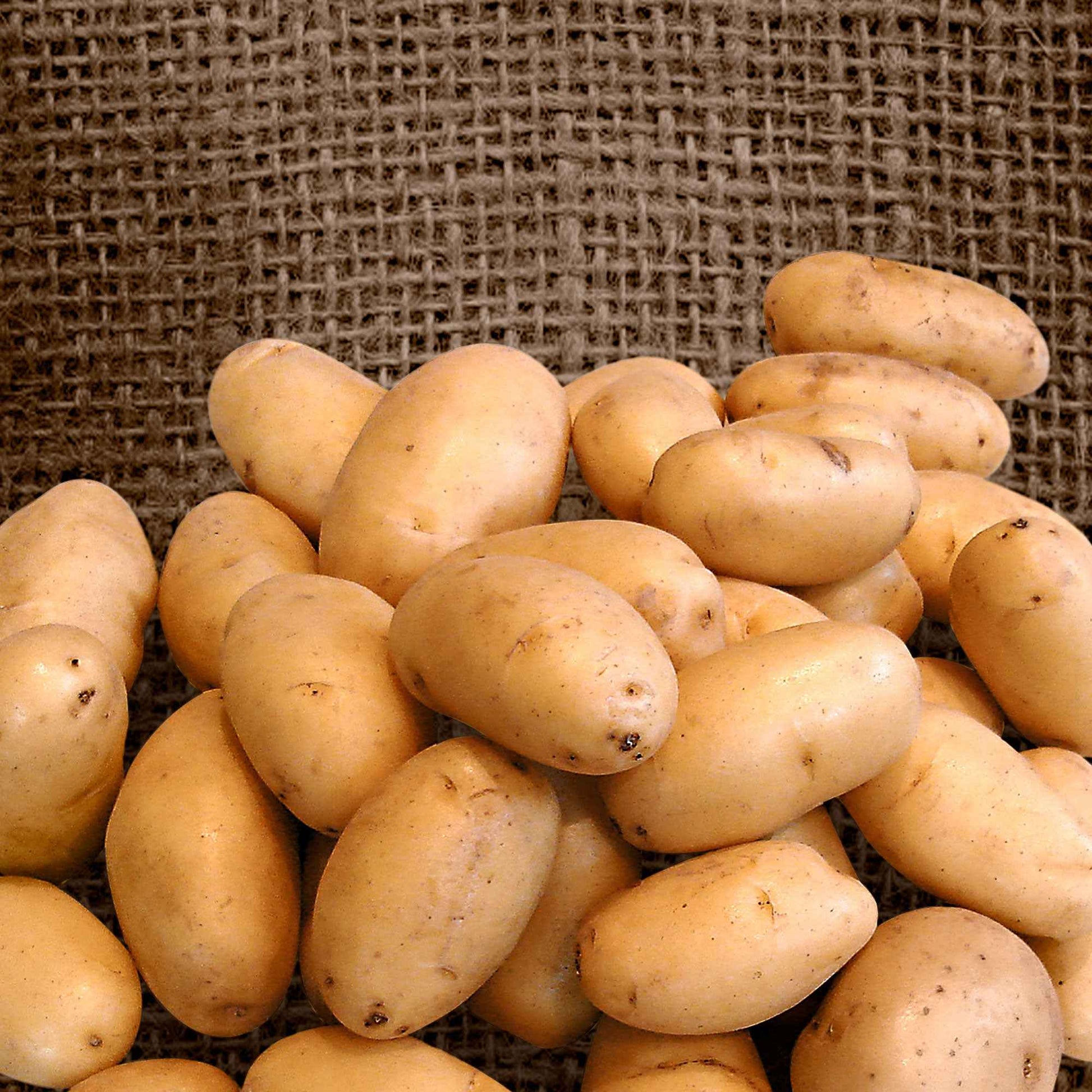 Aardappel 'Nicola' (x25) - Solanum tuberosum 'Nicola' - Bakker