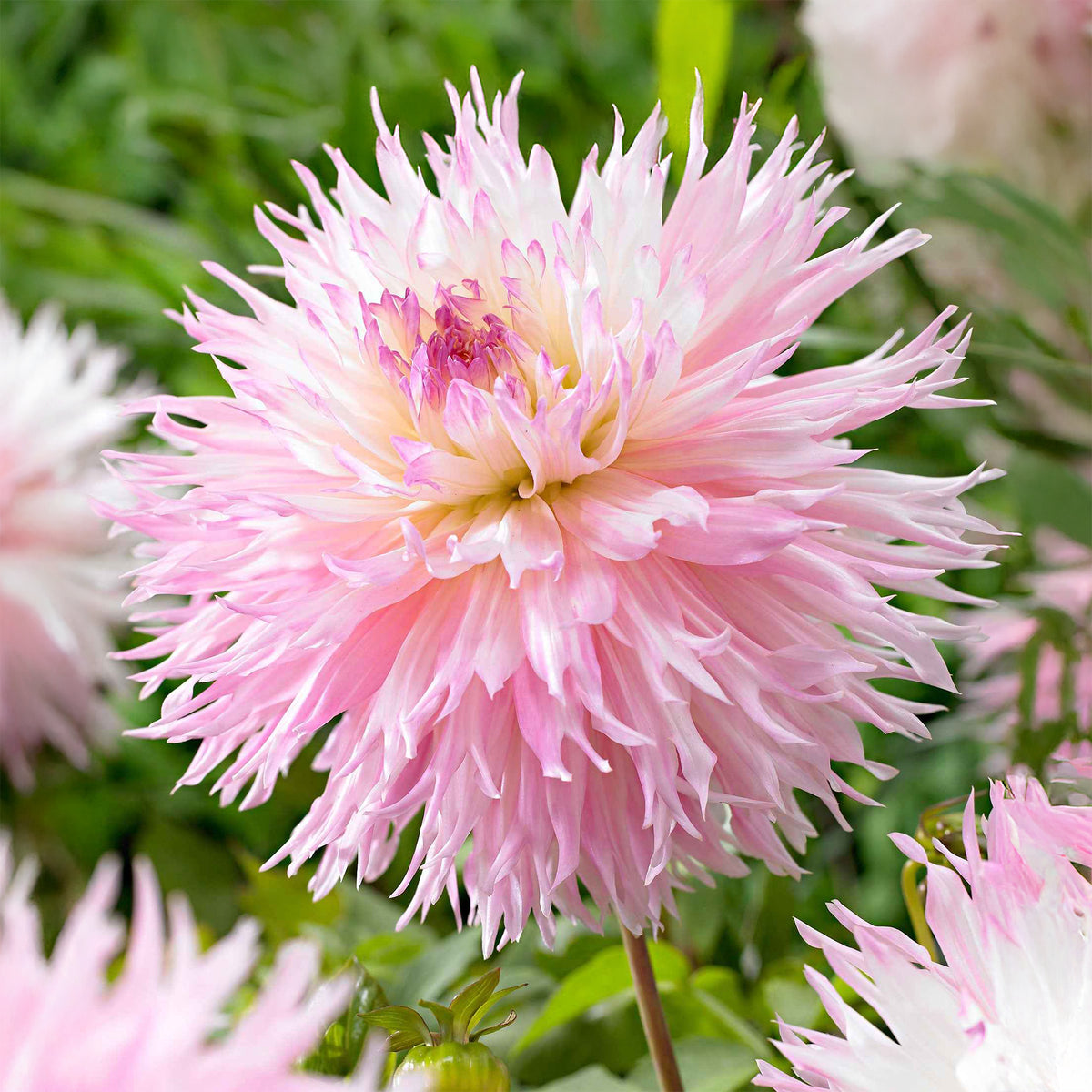 Dahlia fimbriata 'nadia ruth' - Dahlia 'Nadia Ruth' (x3) - Dahlia