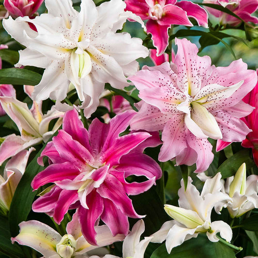 Dubbelbloemige lelie - Mix 'The Roses' (x3) - Lilium oriental 'the roses' - Bloembollen