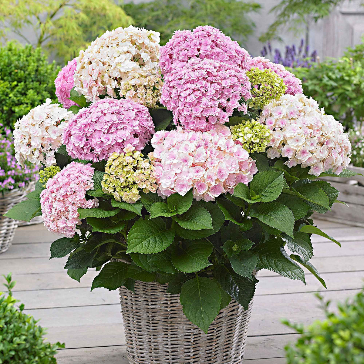 Boerenhortensia 'Doppio Nuvola' - Bakker