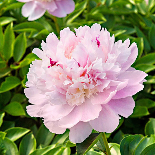 Pioenroos 'Eden's Perfume' - Paeonia lactiflora 'eden's perfume' - Tuinplanten