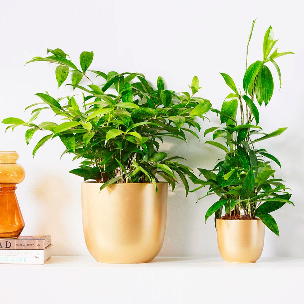 Drakenbloedboom - Dracaena surculosa