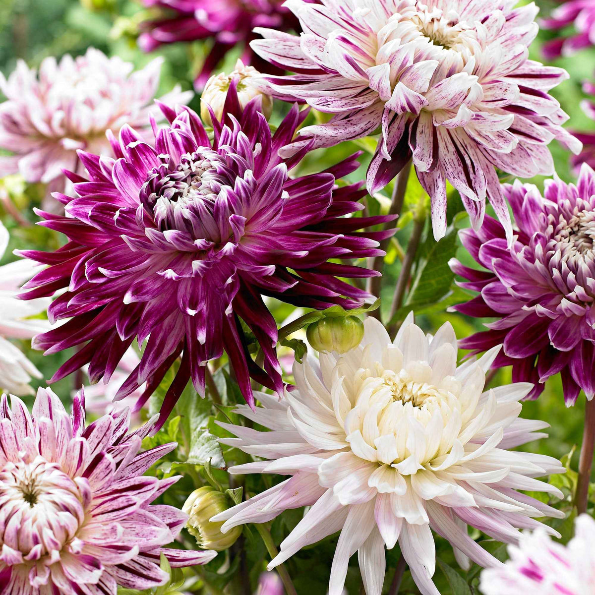 Dahlia 'Avignon' + 'Vancouver' (x3) - Bakker