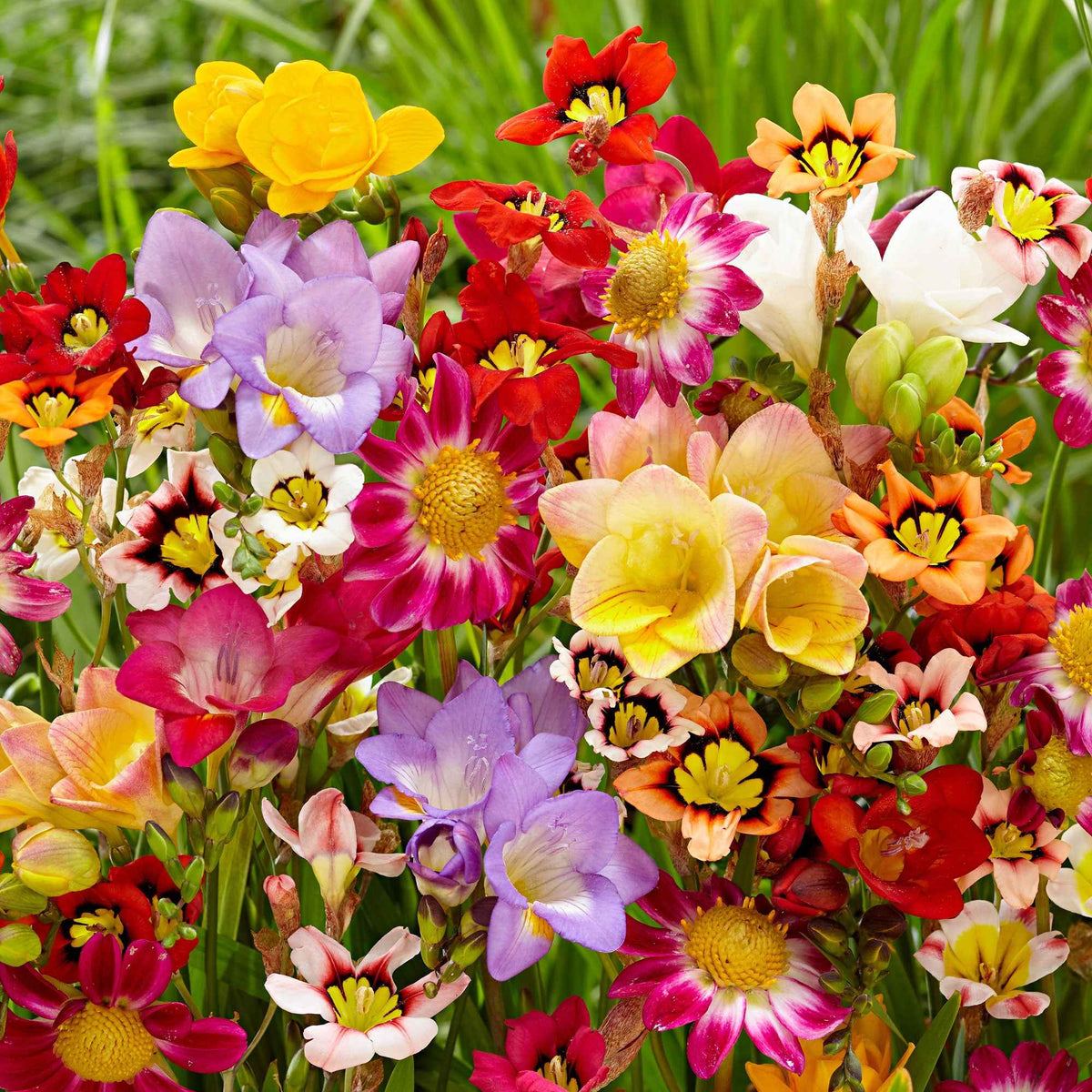 Bloembollen - Mix Freesia + Sparaxis + Dahlia (x30) - Freesia, sparaxis, dahlia - Bakker