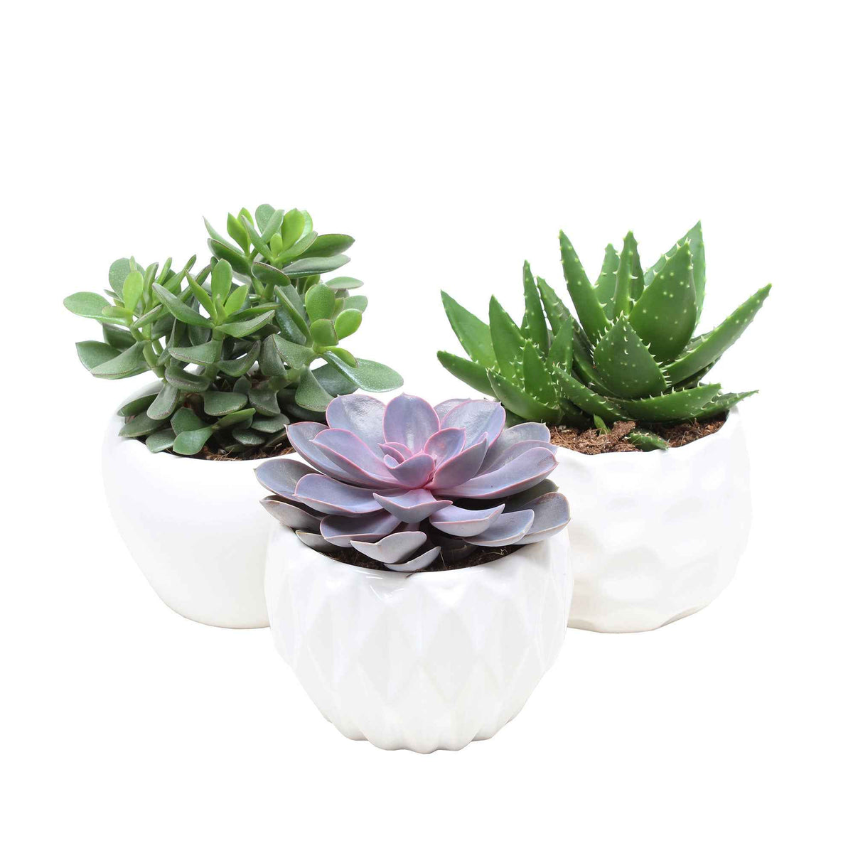 Succulent Mix - Crassula 'Minova Magic' + 2 Gasterias - Aloe Perfoliata, Echeveria 'Purple Pearl', Crassula 'Minova Magic' - Bakker