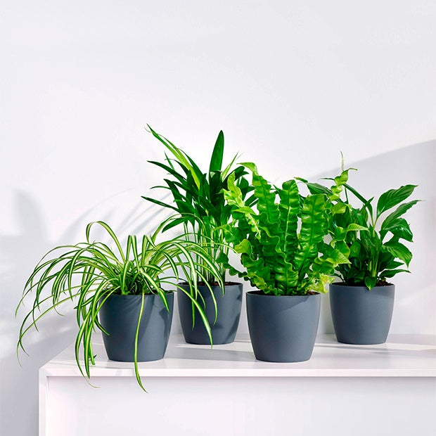 Luchtzuiverende planten incl. Elho sierpotten Antraciet (x4) - Luchtz. plant 4 st