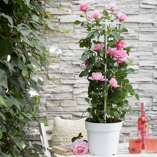 Klimroos 'Crazy in Love' roze - Bakker