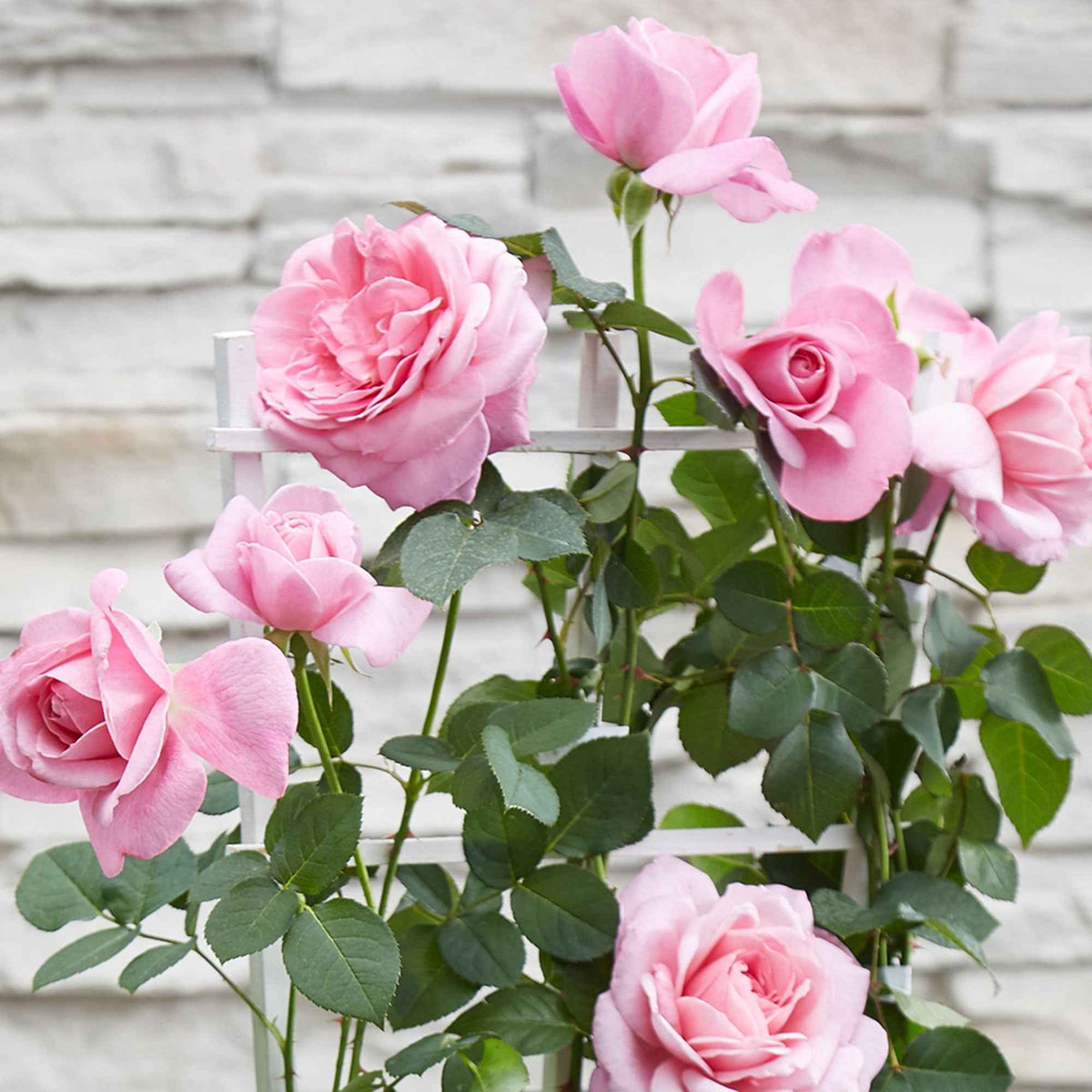 Klimroos 'Crazy in Love' roze - Rosa hybride 'crazy in love pink' - Bakker