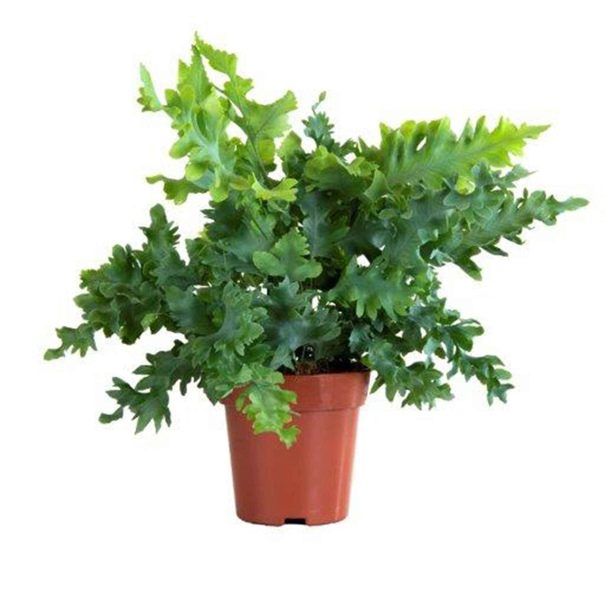 Blauwvaren Phlebodium 'Davana' - Phlebodium aureum 'Davana' - Bakker