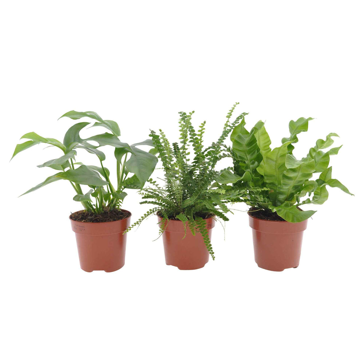 Badkamerplanten Mix (x3) - Nephrolepis Duffii, Monstera minima, Asplenium Crispy Wave - Bakker