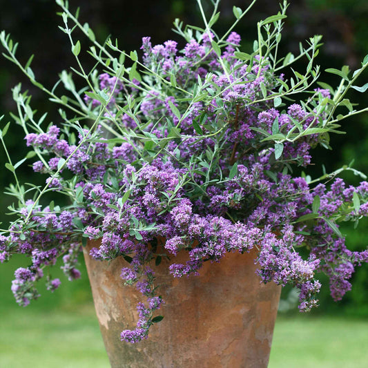 Vlinderstruik 'Unique' - Buddleja alternifolia 'unique' - Tuinplanten