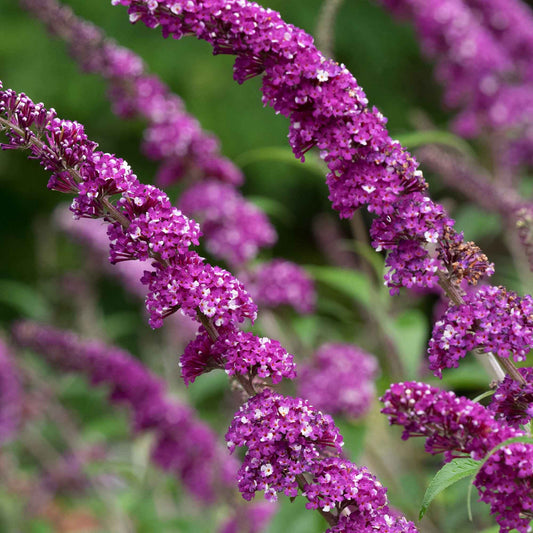 Vlinderstruik 'Berries & Cream' - Bakker