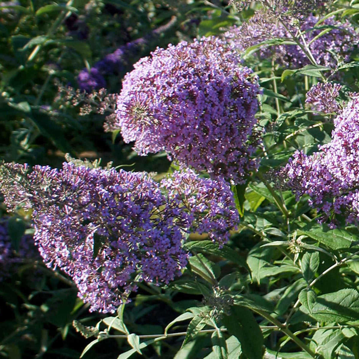 Vlinderstruik 'Gulliver' - Buddleja davidii 'gulliver' - Bakker