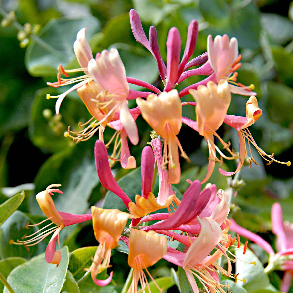 Kamperfoelie - Kamperfoelie 'Copper Beauty' - Lonicera henryi Copper Beauty