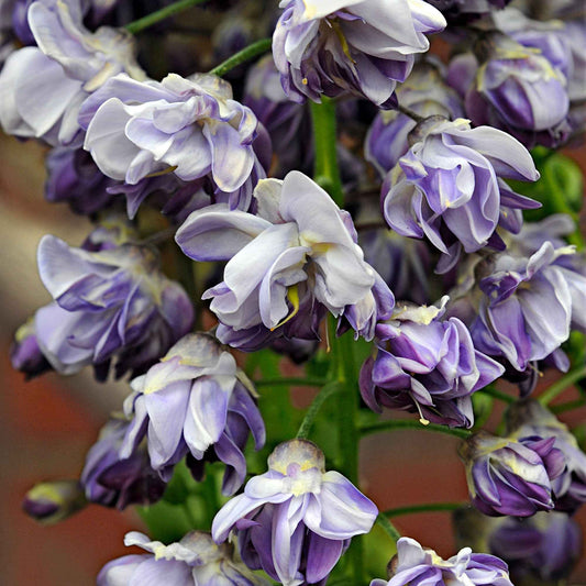 Blauwe regen 'Black Dragon' - Wisteria floribunda 'black dragon' - Heesters en vaste planten