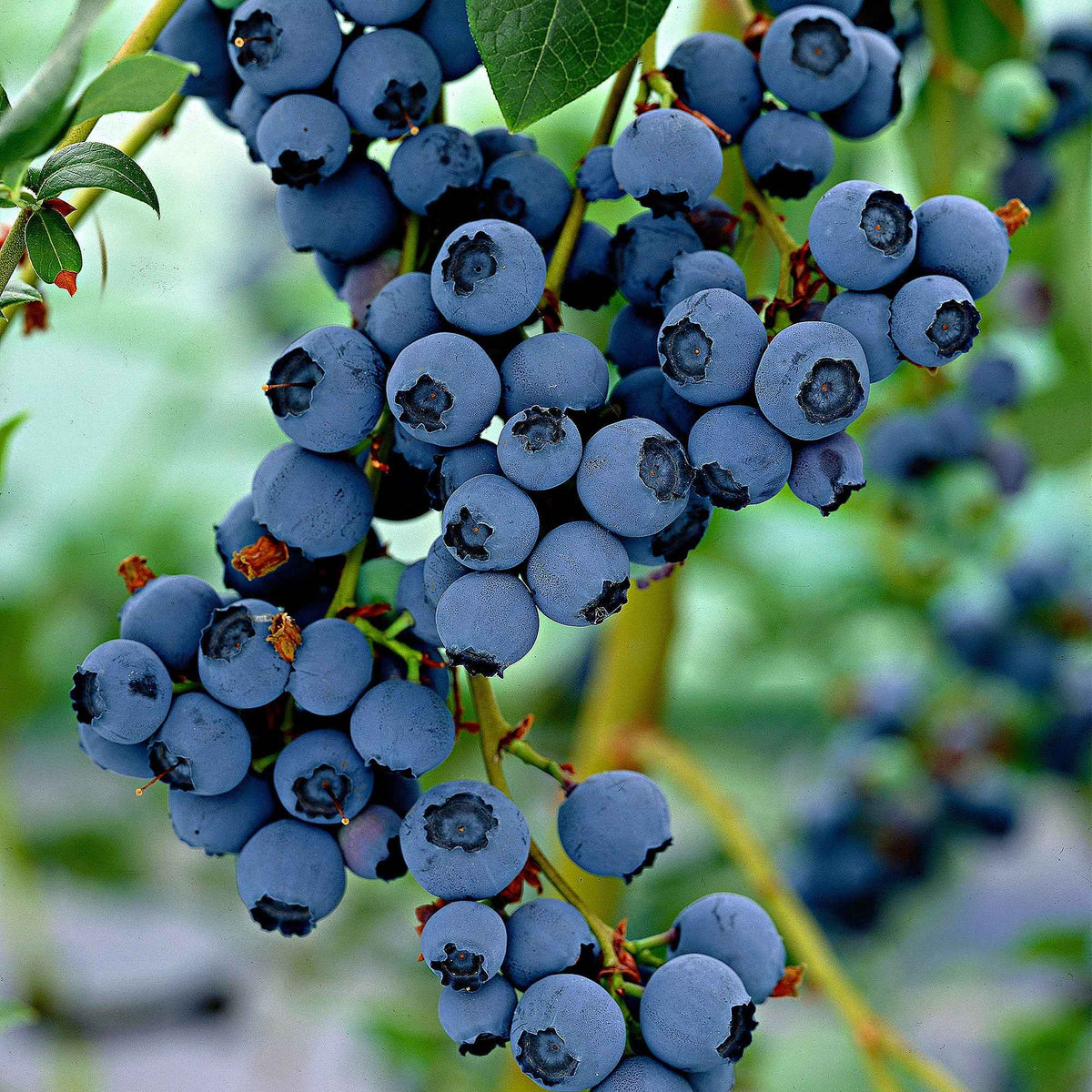 Blauwe bes 'Little Blue Wonder' - Vaccinium corymbosum Little Blue Wonder - Bakker