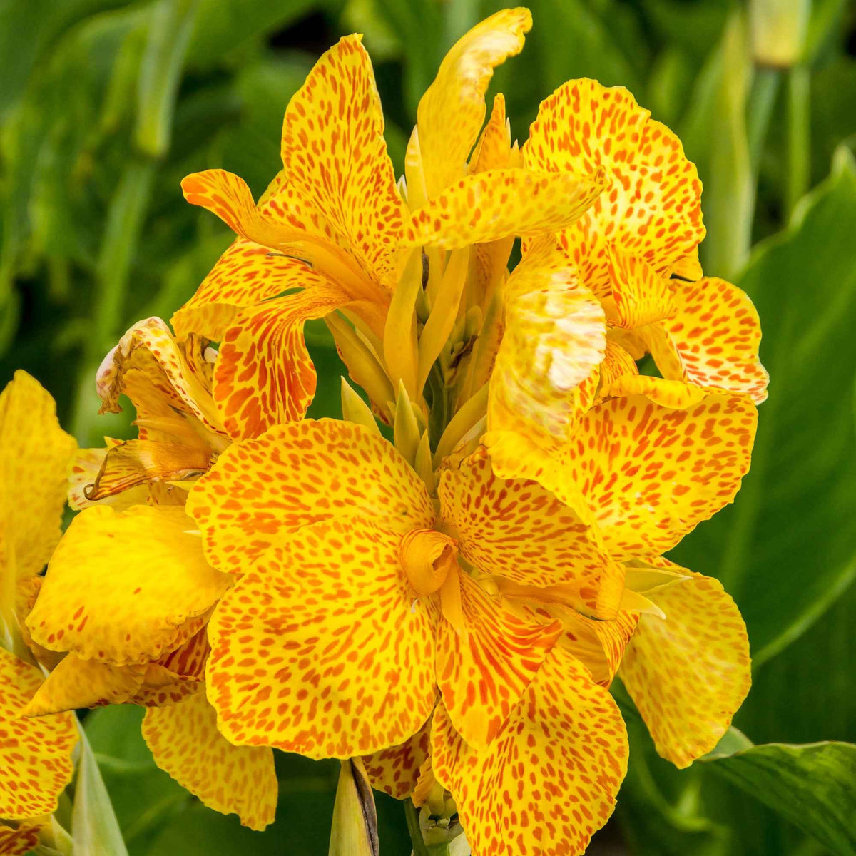 Indisch bloemriet 'Tropical Yellow' (x2) - Canna 'tropical yellow' - Bakker