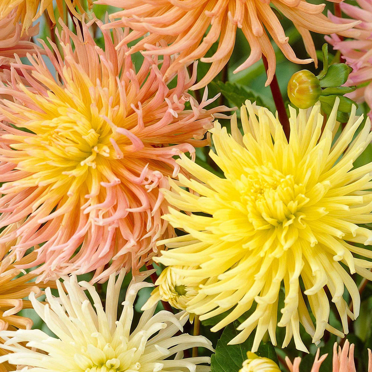 Dahlia - Mix 'Star' (x5) - Bakker