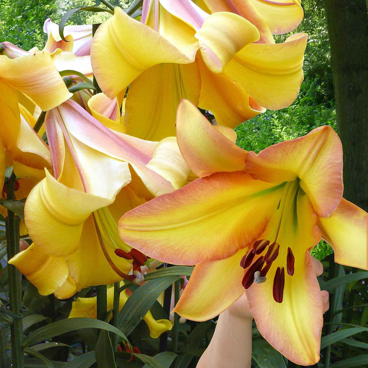 Lelie 'Rising Moon' (x5) - Lilium 'rising moon' - Bakker