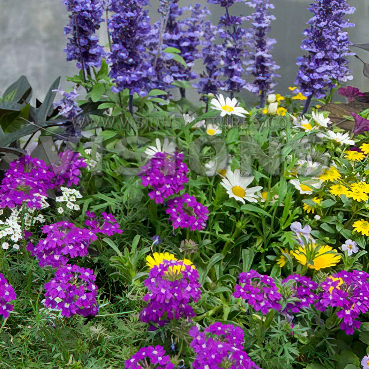 Tuinplanten - Mix 'Bee Friendly' (x3) - Bakker