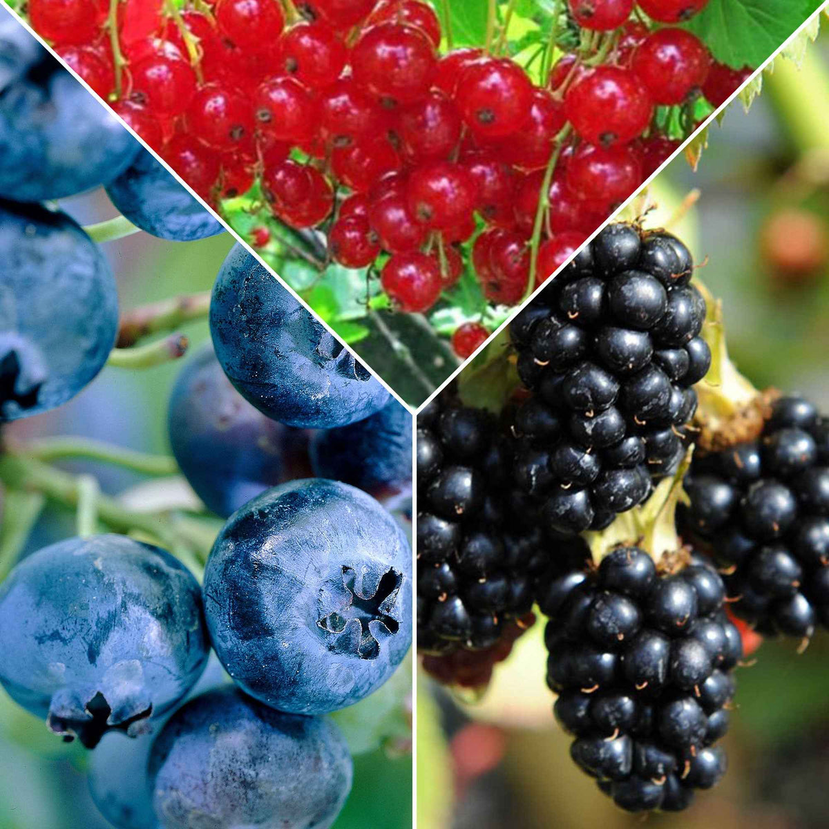 Fruit voor jam - Mix aalbes, blauwe bes, braam (x3) - Bakker