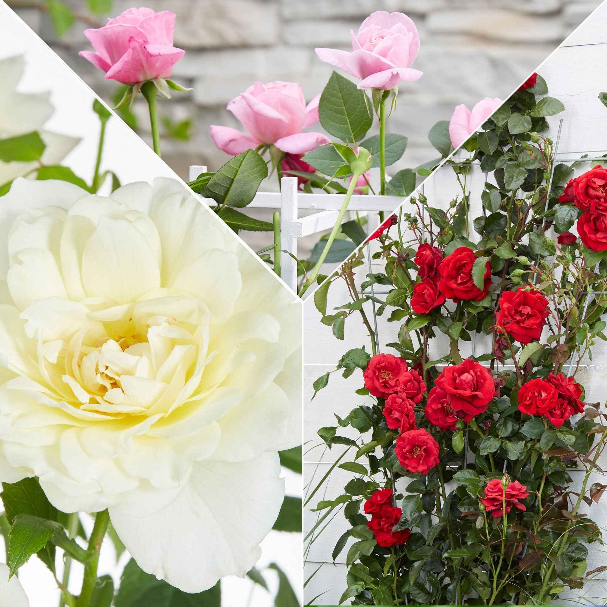Geurende klimroos - Mix (x3) - Rosa hybride - Tuinplanten