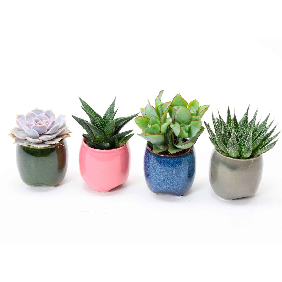 Succulent Mix (x4) - Echeveria , Crassula , Haworthia , Aloe Aristata - Bakker