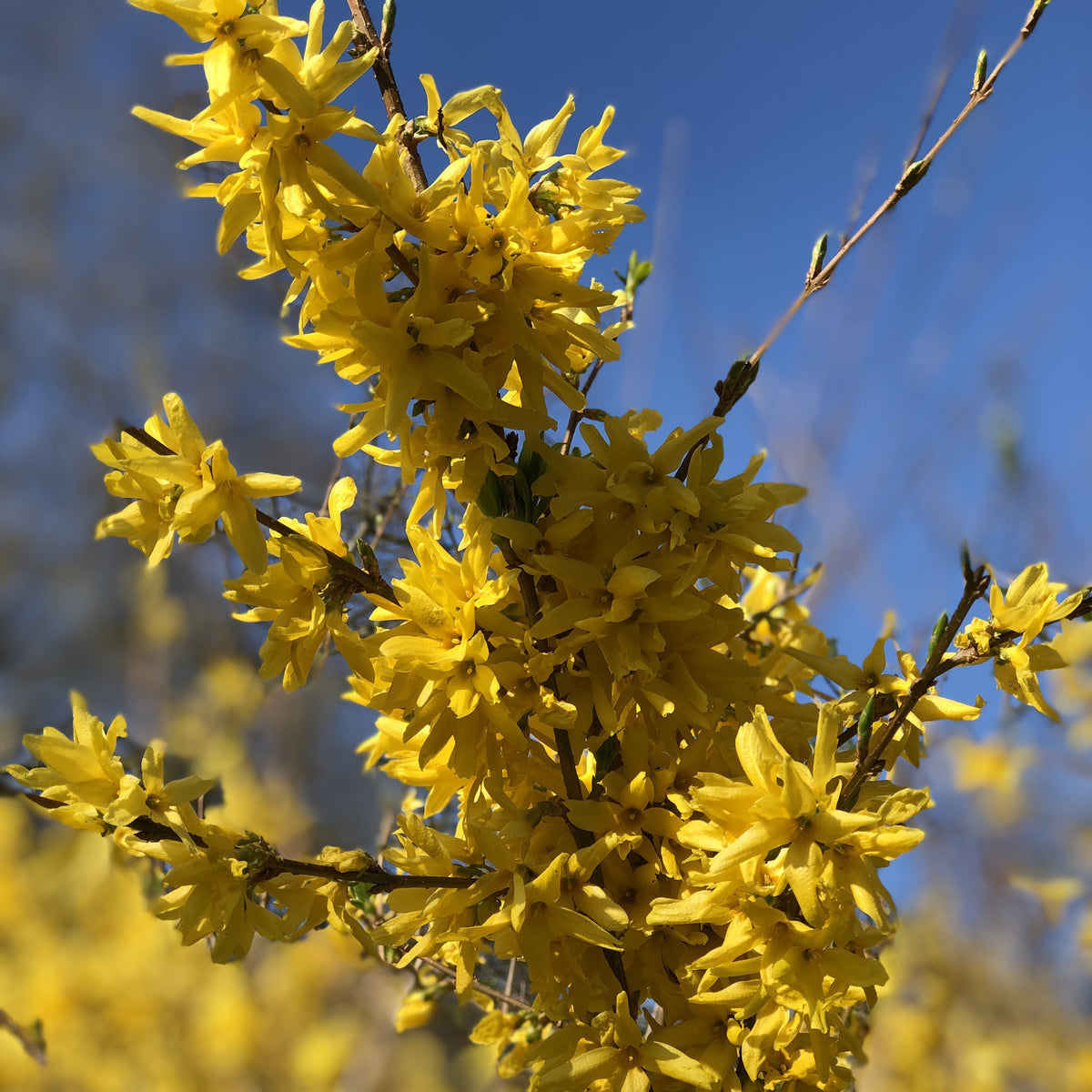 Chinees klokje 'Spectabillis' - Forsythia x intermedia Spectabilis - Bakker