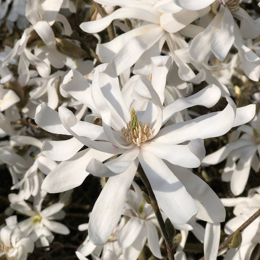 Stermagnolia - Bakker