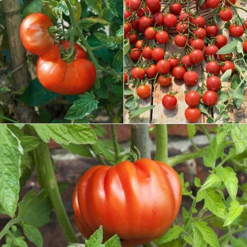 Klassieke tomatenplanten Mix - Bakker