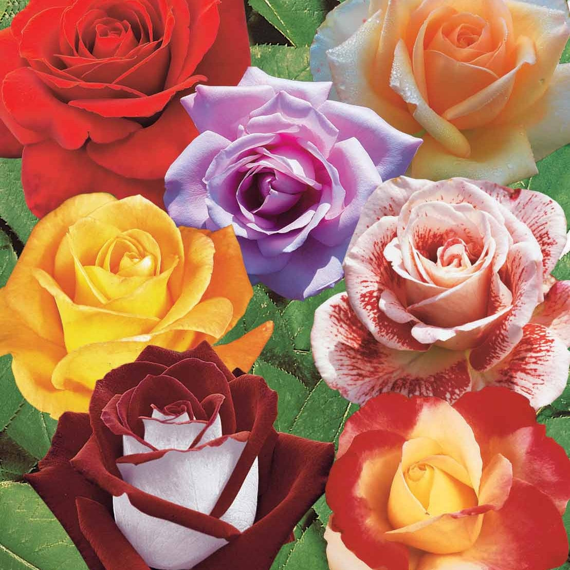 Rozenmix - Rosa Osiria, Malaga, Blue moon, La magie du Parfum, Whisky, Famosa, Double Delight - Bakker
