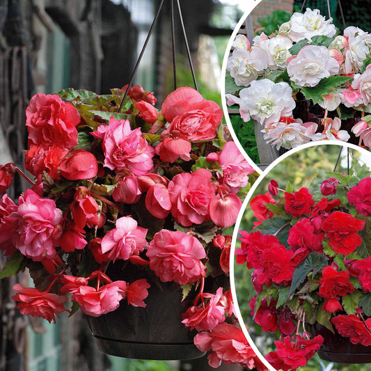 Geurende begonia Mix 'Red Glory' + 'Angelique' + 'Pink Delight' (x9) - Bakker