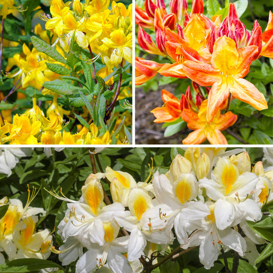 Azalea Mix - oranje + geel + wit - Bakker