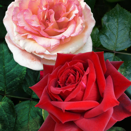 Ziekteresistentie rozenmix (x2) - Rosa Grande Amore, Souvenir de Baden Baden - Plantsoort