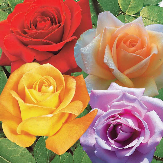 Rozenmix 'Malaga' + 'Blue Moon' + 'Magic Parfum' (x4) - Bakker